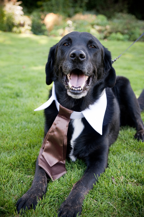 Fun photo of the wedding dog wearing a white wedding color and a brown tie - photo by Portland wedding photographer Barbie Hull 